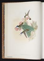 Colibrí corona violeta, Violet-crowned Hummingbird plate 285