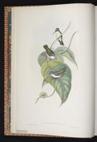 Colibrí corona violeta, Violet-crowned Hummingbird plate 284