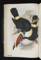 Ramphastos erythrorhynchos plate 6