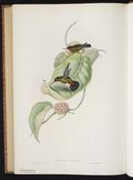 Greenish Puffleg plate 283