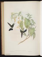 Sapphire-vented Puffleg plate 282