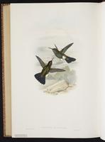 Hoary Puffleg plate 281