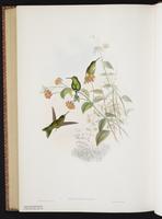 Emerald-bellied Puffleg plate 280