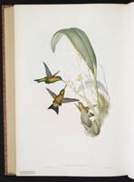 Black-thighed Puffleg plate 279