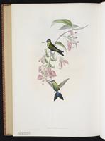 Blue-capped Puffleg plate 278