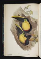 Ramphastos ambiguus plate 5