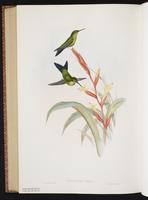 Turquoise-throated Puffleg plate 277