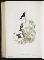 Black-breasted Puffleg plate 276