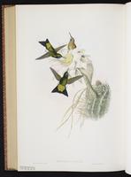 Glowing Puffleg plate 275