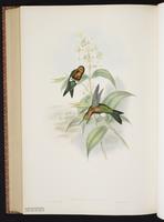 Golden-breasted Puffleg plate 274