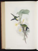 Sapphire-vented Puffleg plate 273