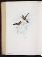Sapphire-vented Puffleg plate 272