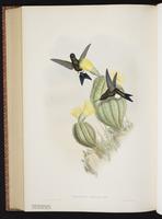 Blue-capped Puffleg plate 271