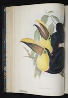 Ramphastos tocard plate 4