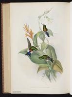 Blue-capped Puffleg plate 270