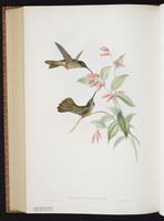 Fawn-breasted Brilliant plate 269