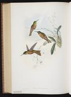 Fawn-breasted Brilliant plate 268