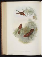 Juan Fernandez Firecrown plate 267