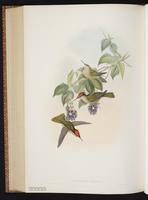 Green Firecrown plate 265