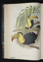 Ramphastos brevicarinatus plate 3