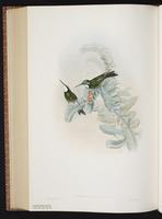 White-throated Mountain-gem, White-throated Mountaingem plate 264