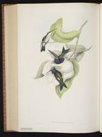 Blue-tufted Starthroat plate 263