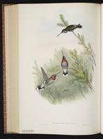 Plain-capped Starthroat, Colibrí picudo plate 260