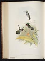 Long-billed Starthroat, Colibrí pico largo plate 259