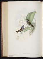 Brown Inca plate 258