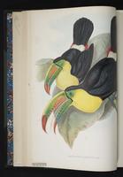 Ramphastos carinatus plate 2