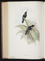 Black Inca plate 257