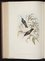 Coeligena [coeligena x prunellei] plate 256