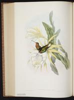 Collared Inca plate 254