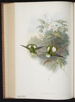 Collared Inca plate 253