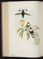 Collared Inca plate 252