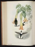 Collared Inca plate 251