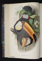 Ramphastos toco plate 1