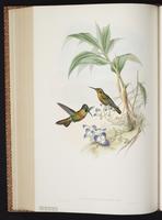 Gould's Jewelfront plate 250