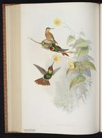 Brazilian Ruby plate 249