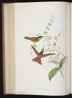 Rainbow Starfrontlet plate 248