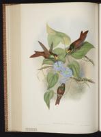 Rainbow Starfrontlet plate 247