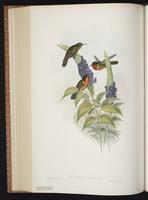 Orange-throated Sunangel plate 246