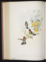 Amethyst-throated Sunangel plate 245