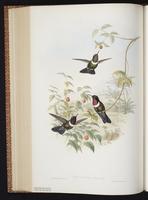 Amethyst-throated Sunangel plate 244