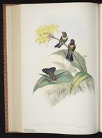 Gorgeted Sunangel plate 243