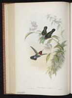 Amethyst-throated Sunangel plate 242