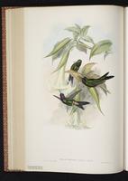 Purple-throated Sunangel plate 241