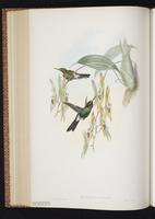 Tourmaline Sunangel plate 240