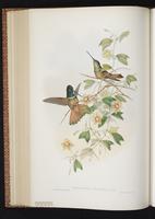 Violet-throated Starfrontlet plate 239