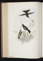 Buff-winged Starfrontlet plate 238